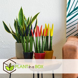 Sansevieria cylindrica de mix x3