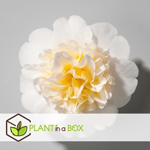 Camellia japonica japanse rose yellow x2