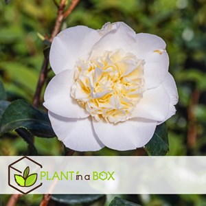 Camellia japonica japanse rose yellow x2