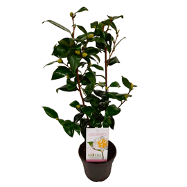 Camellia japonica brushfields yellow