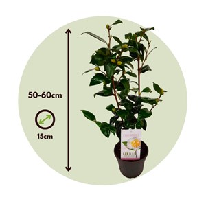 Camellia japonica brushfields yellow