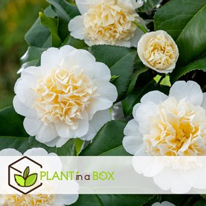 Camellia japonica brushfields yellow