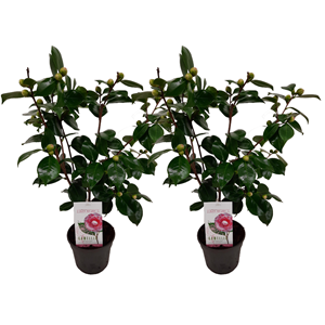 Camellia japonica bonomiana - 2