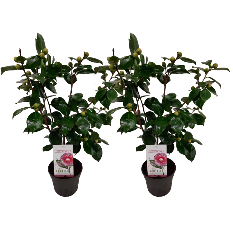 Camellia japonica bonomiana - 2