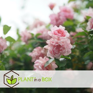 Camellia japonica bonomiana - 2