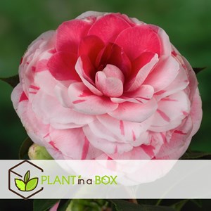 Camellia japonica bonomiana - 2