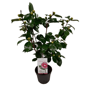 Camellia japonica japanse rose bonomiana