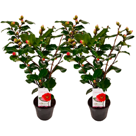Camellia japonica dr. King - 2