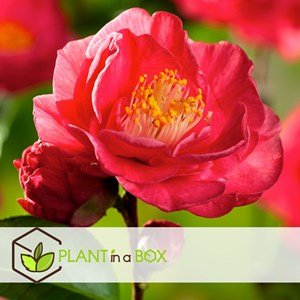 Camellia japonica dr. King - 2