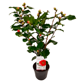 Camellia japonica japanese rose dr. King