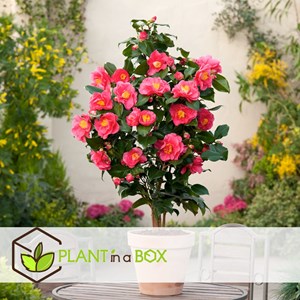 Camellia japonica japanese rose dr. King