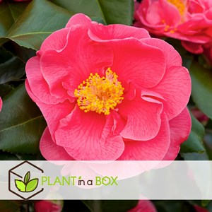 Camellia japonica japanese rose dr. King