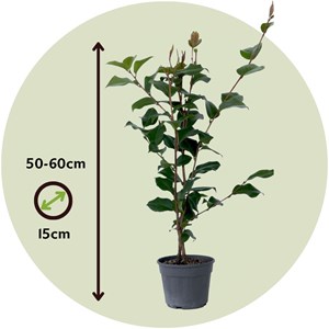 Camellia japonica japanese rose dr. King