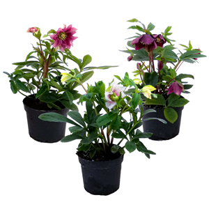 Helleborus orientalis - 3