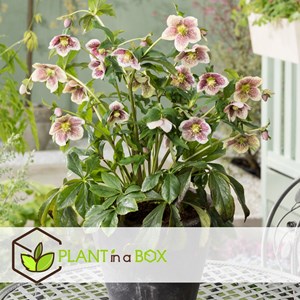 Helleborus orientalis - 3