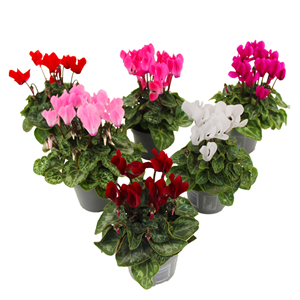 Cyclamen - x6
