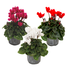 Cyclamen - x3