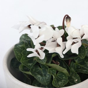 Cyclamen - x3