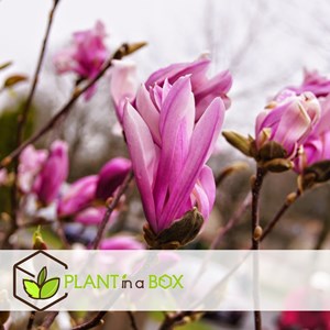 Magnolia pourpre (susan) - 3