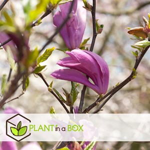 Magnolia pourpre (susan) - 3