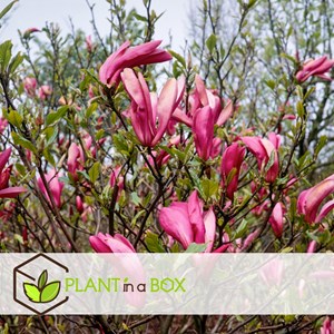 Magnolia pourpre (susan) - 3