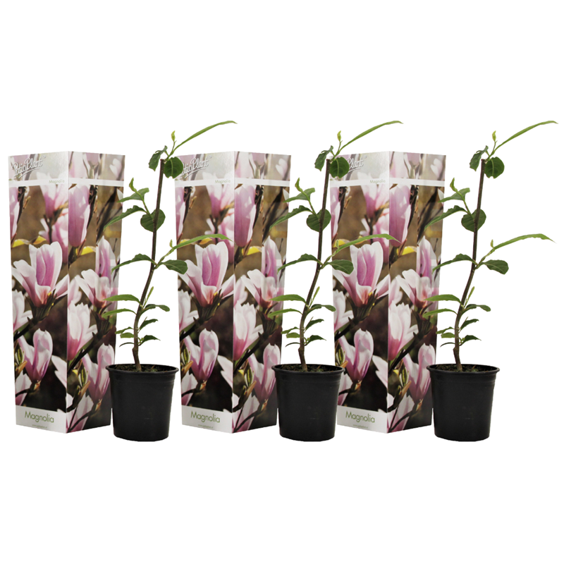 Magnolia rose clair (soulangeana) - 3