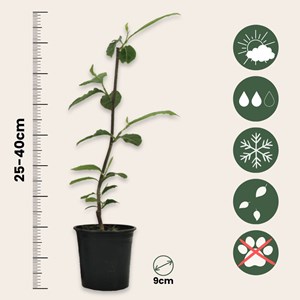 Magnolia blanc (stellata) - 3