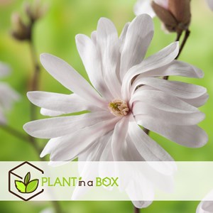 Magnolia blanc (stellata) - 3