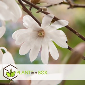 Magnolia blanc (stellata) - 3
