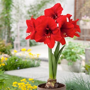 Amaryllis bulbe rouge - 2