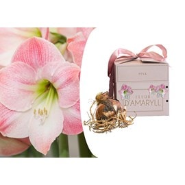 Amaryllis en boîte cadeau - rose