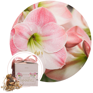 Amaryllis en boîte cadeau - rose