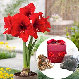 Amaryllis en boîte cadeau - rouge