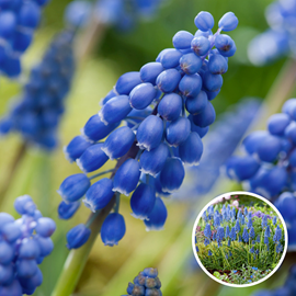 Muscari armeniacum 'blue grapes' - lot d