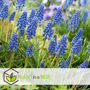 Muscari armeniacum blue grapes - 200