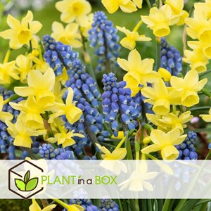 Muscari armeniacum blue grapes - 200