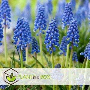 Muscari armeniacum blue grapes - 200