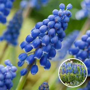 Muscari armeniacum blue grapes - 100