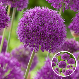 Bulbes d'allium 'purple sensation' - lot