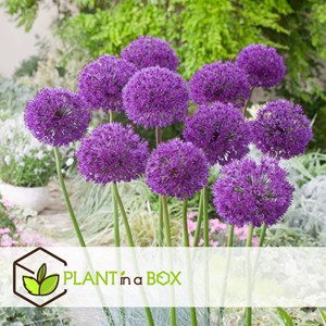 Bulbes dallium purple sensation - 60