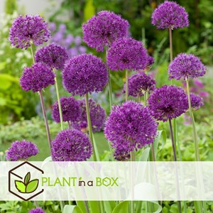 Bulbes dallium purple sensation - 60