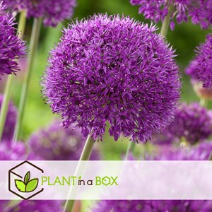 Bulbes dallium purple sensation - 30