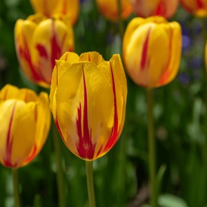 Bulbes de tulipe flaming beauty - 60