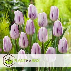 Bulbes de tulipe flaming beauty - 60