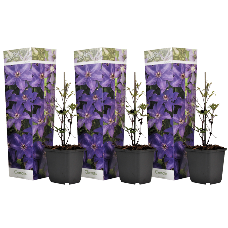 Clematis purple - 3