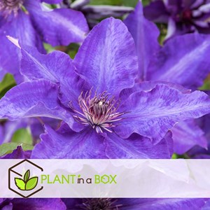 Clematis purple - 3