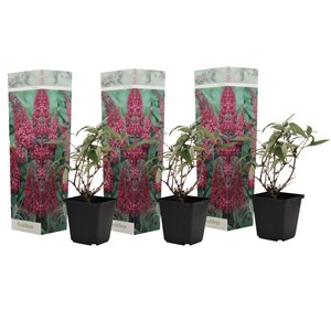 Buddleja butterfly bushes pink - 3