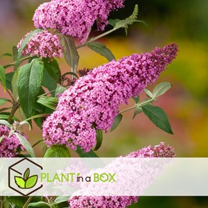 Buddleja butterfly bushes pink - 3