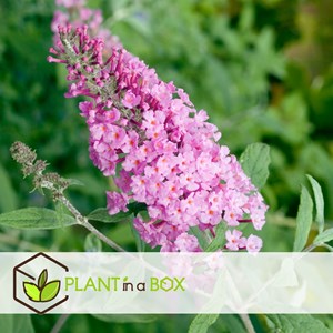 Buddleja butterfly bushes pink - 3