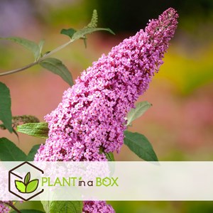 Buddleja butterfly bushes pink - 3
